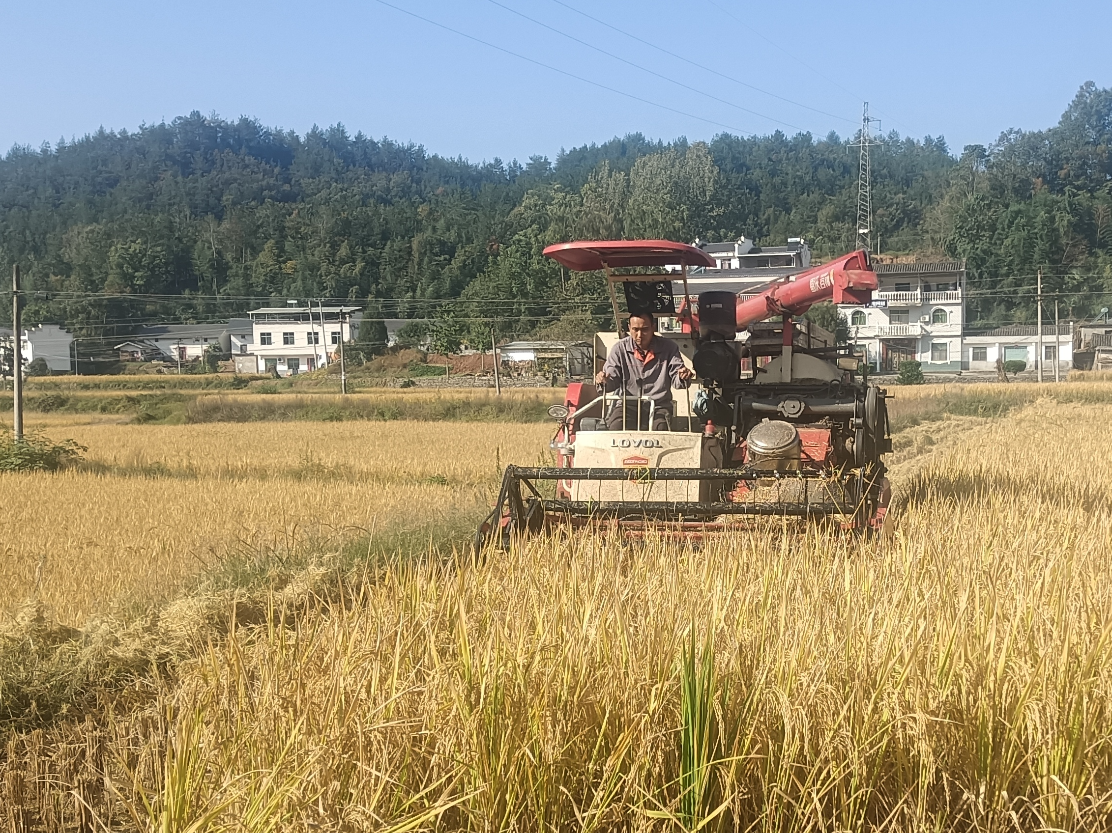 擂鼓镇：500亩贡米基地喜获丰收