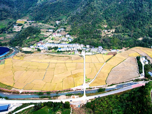 官渡镇：500亩高山稻田丰收勾勒农机秋收图