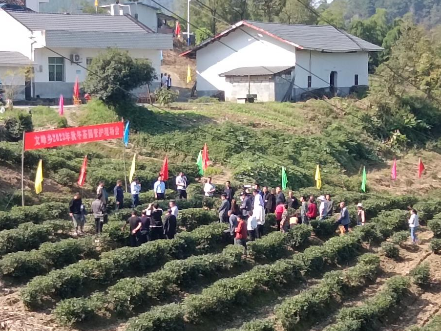 文峰乡召开秋冬茶园管护现场会