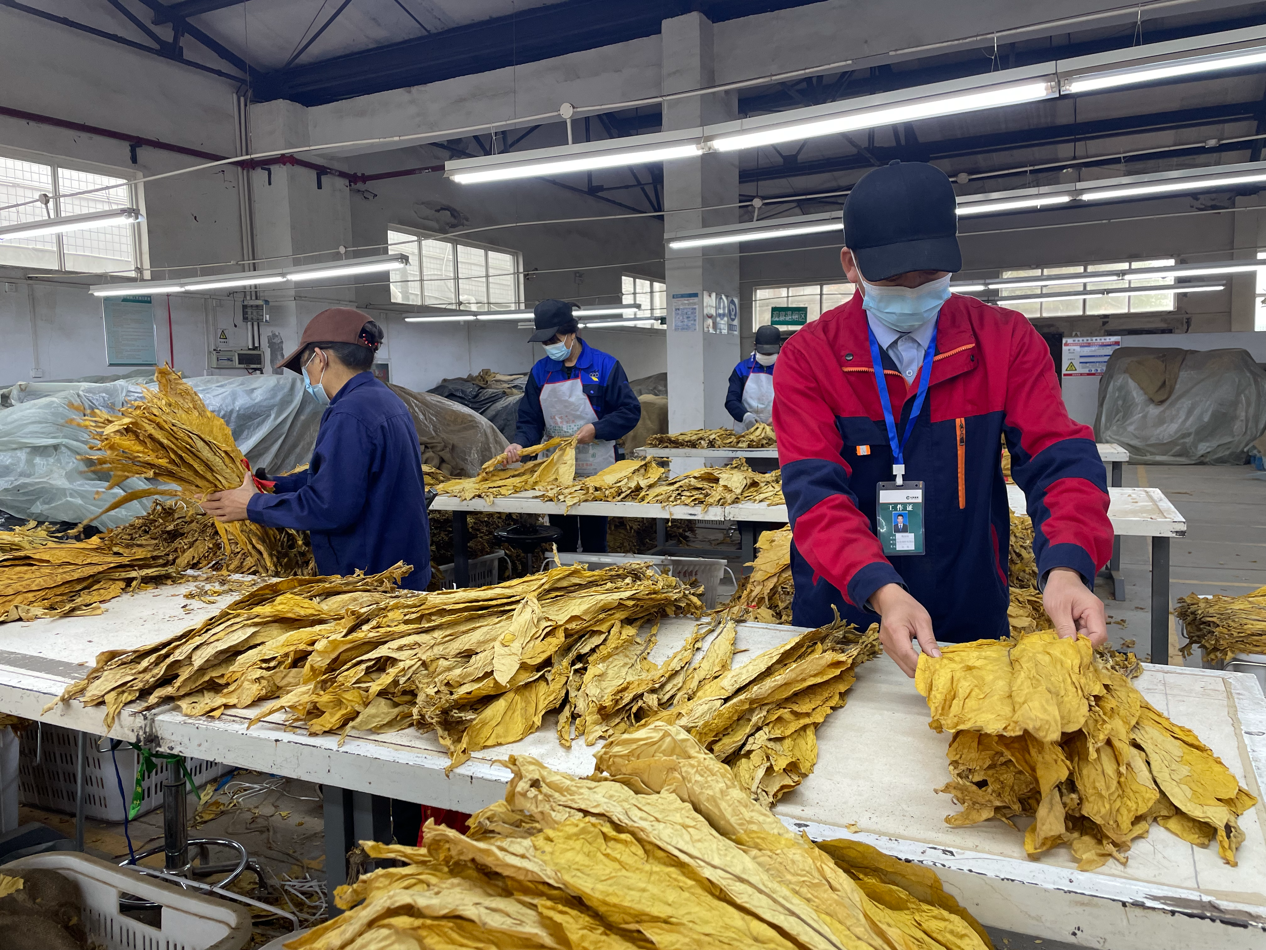 擂鼓鎮情系煙農助豐收