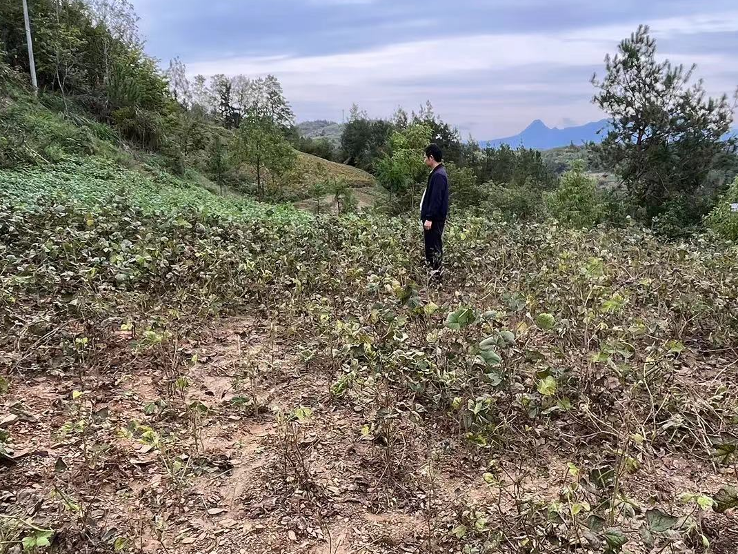 秦古镇全力开展汛后复耕复种工作