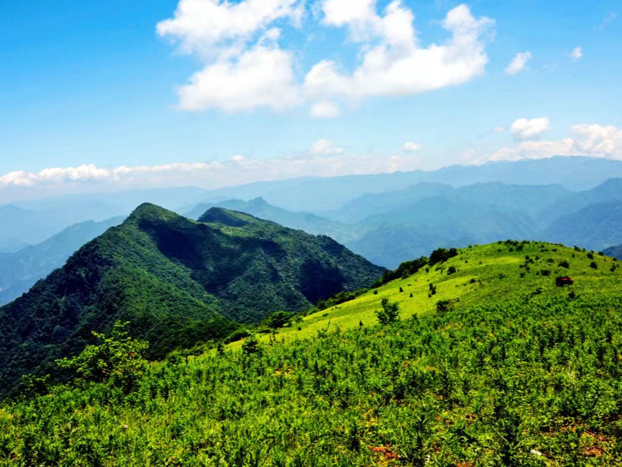 我县获得2022年湖北省林长制激励