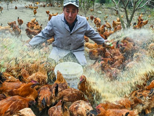 竹山打鸡俏销四方