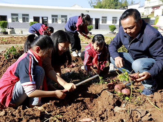 麻家渡镇营盘河小学老师教孩子们挖红薯
