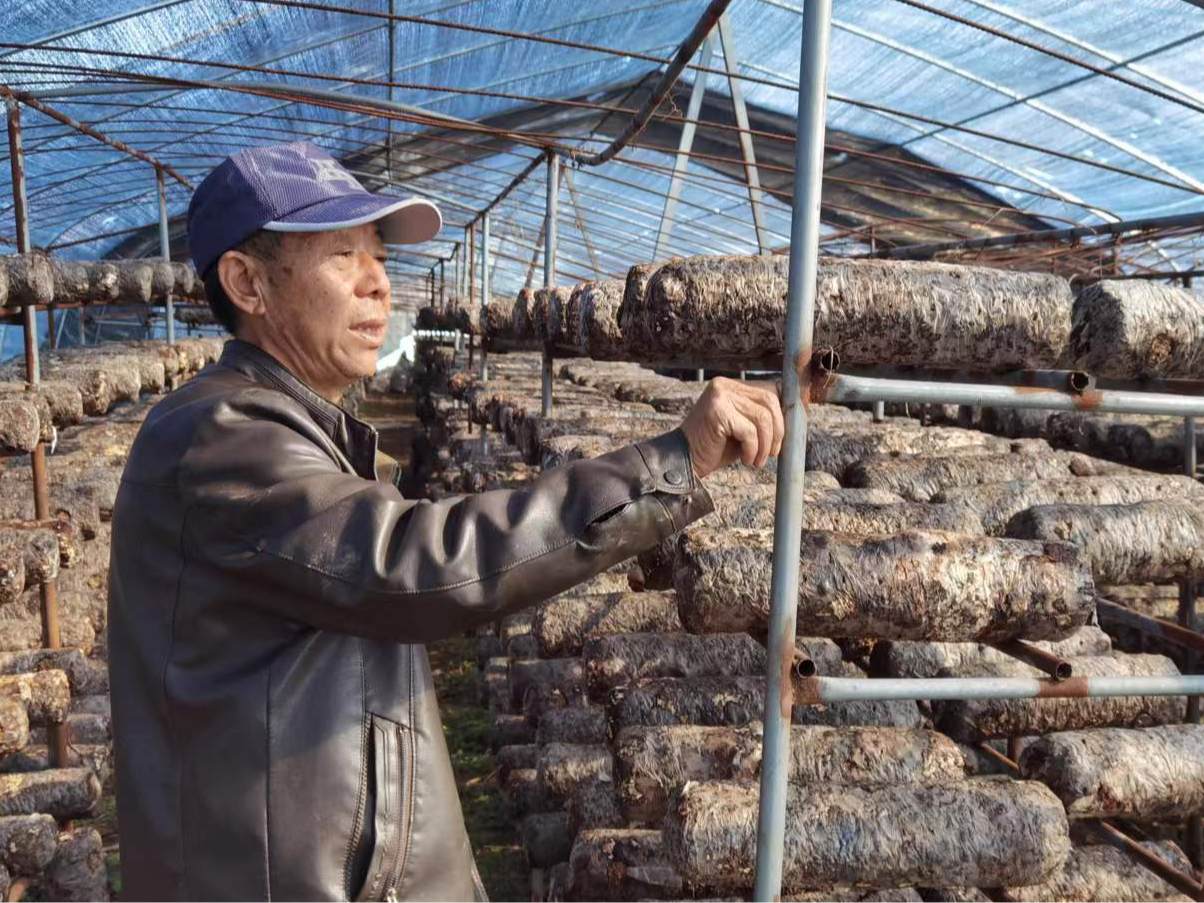 擂鼓镇：食用菌基地技术改造 让乡村振兴走深走实