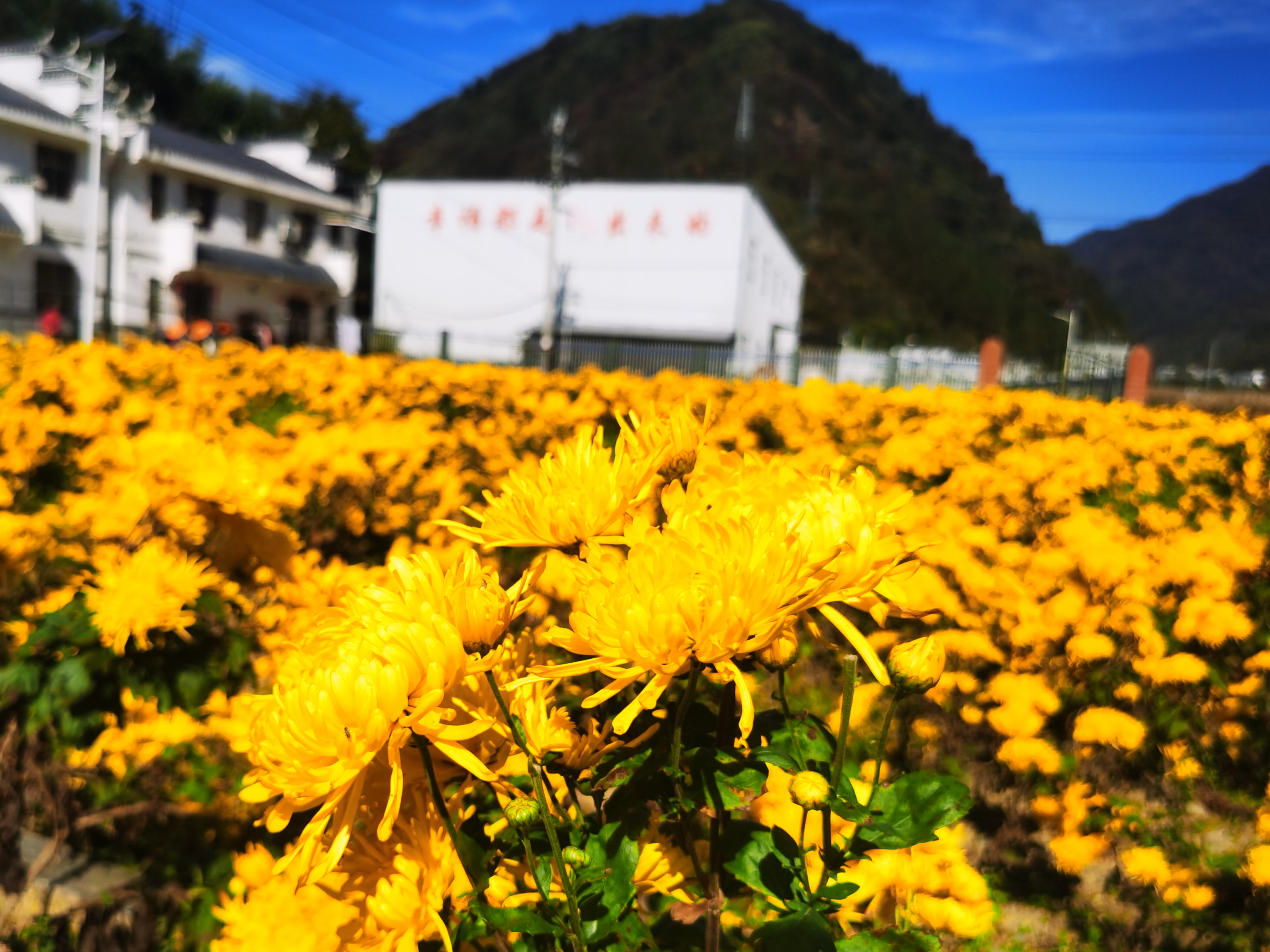 普渡村：金丝皇菊 　金色“钱”景