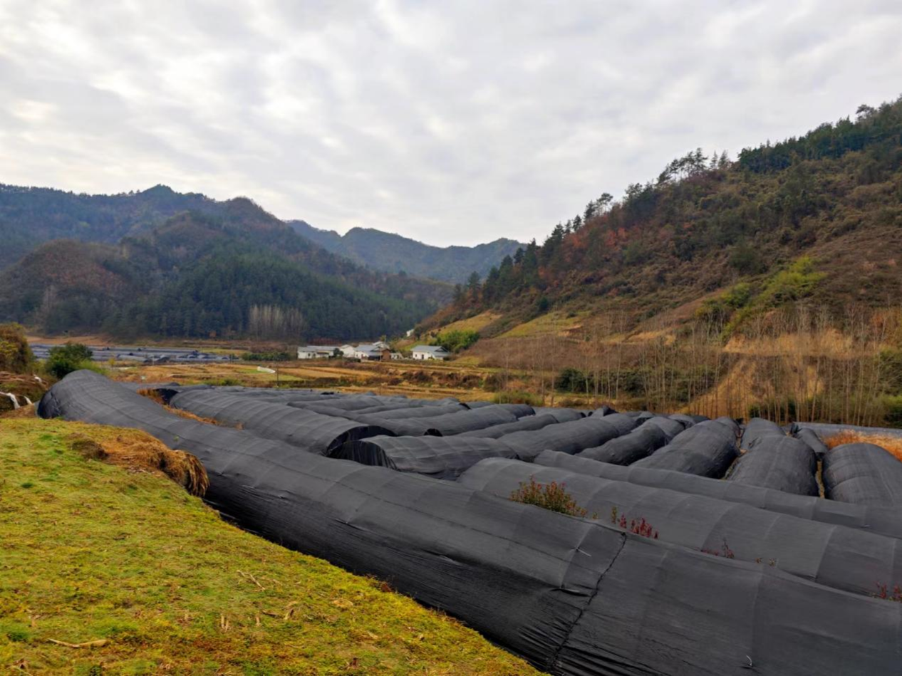 双台乡罗家村：党建引领产业兴　 羊肚菌拓宽“致富路”