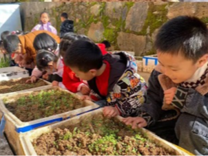 擂鼓镇护驾幼儿园：小菜园  大收获