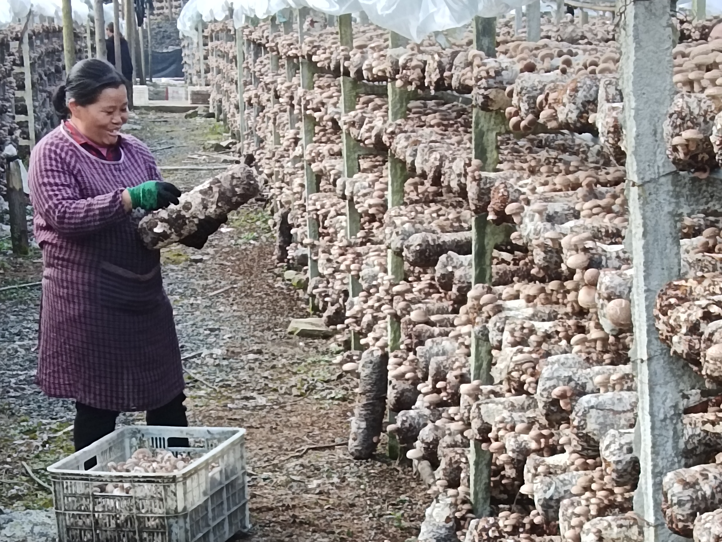 文峰乡滚子岭村：百万香菇迎丰收 撑开乡村振兴“致富伞”
