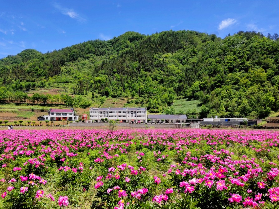 上庸镇：红白理事会“理”出文明新风尚