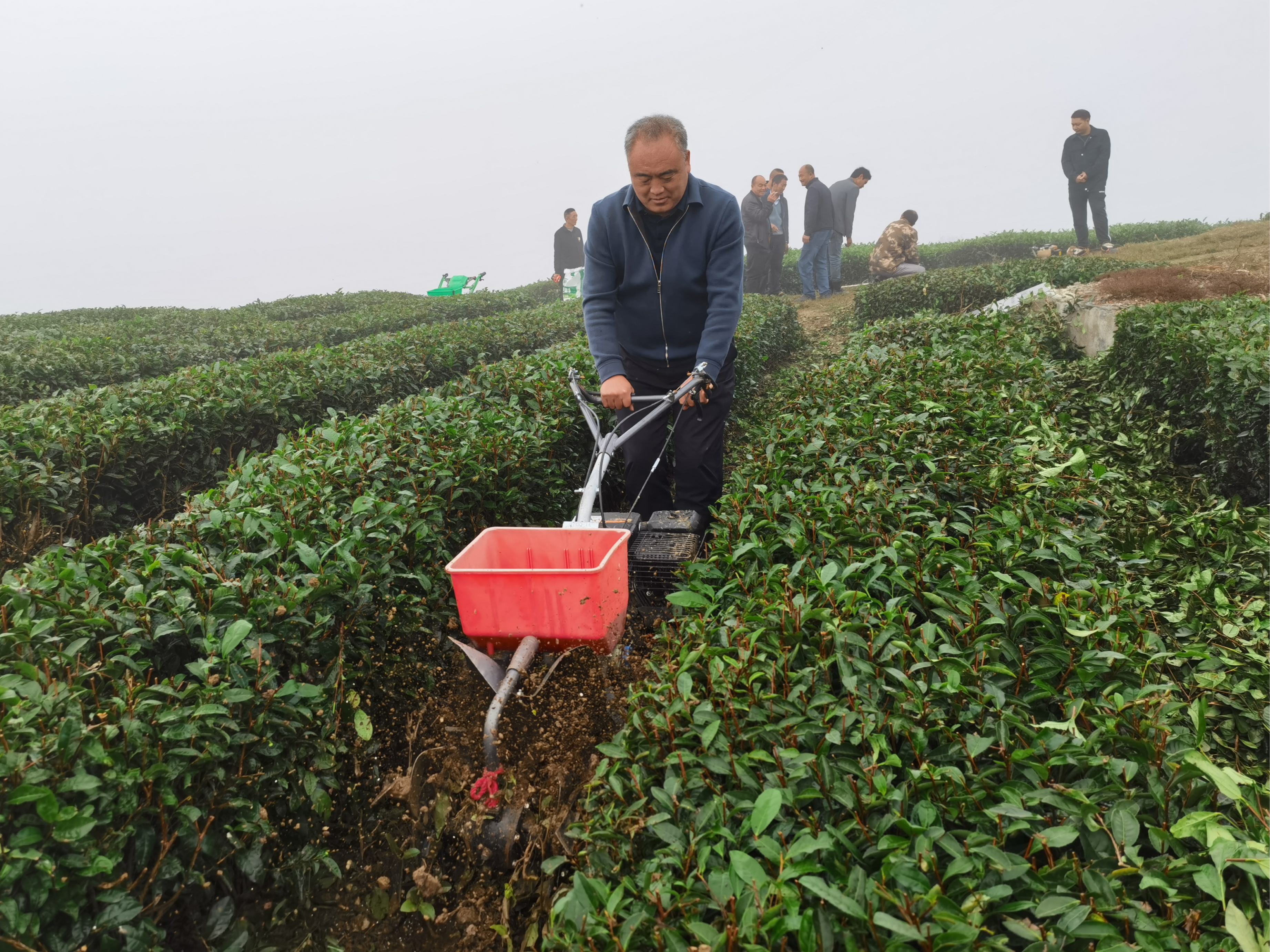 擂鼓镇秋冬茶园管护机械化