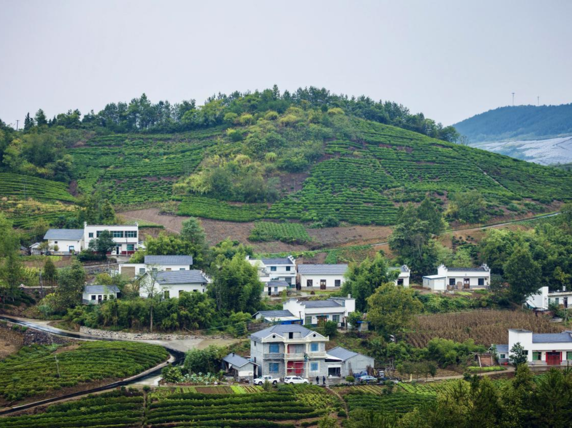 龍井村：茶旅融合村莊美