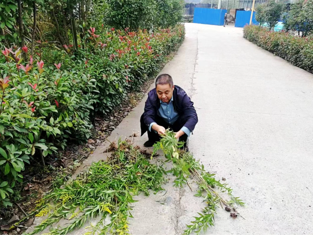 县农业农村局清除“加拿大一枝黄花”300余株