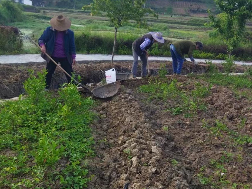 文峰乡：冬季茶园管护忙