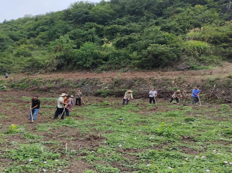 文峰乡撂荒地重获“新生”