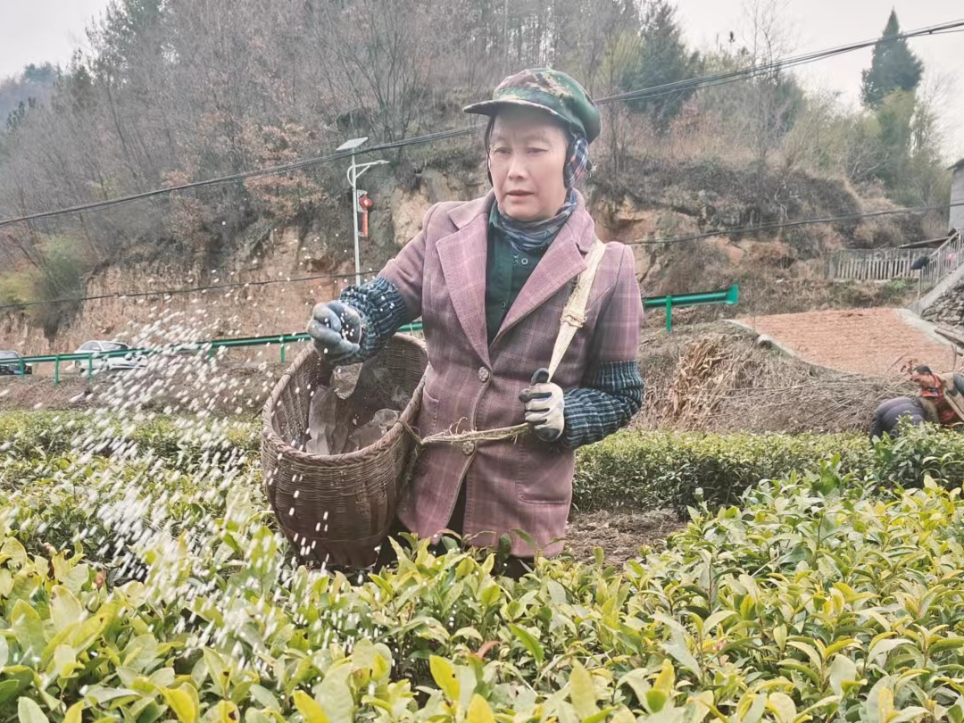 大庙乡7000余亩幼龄茶园开启“冬管”模式