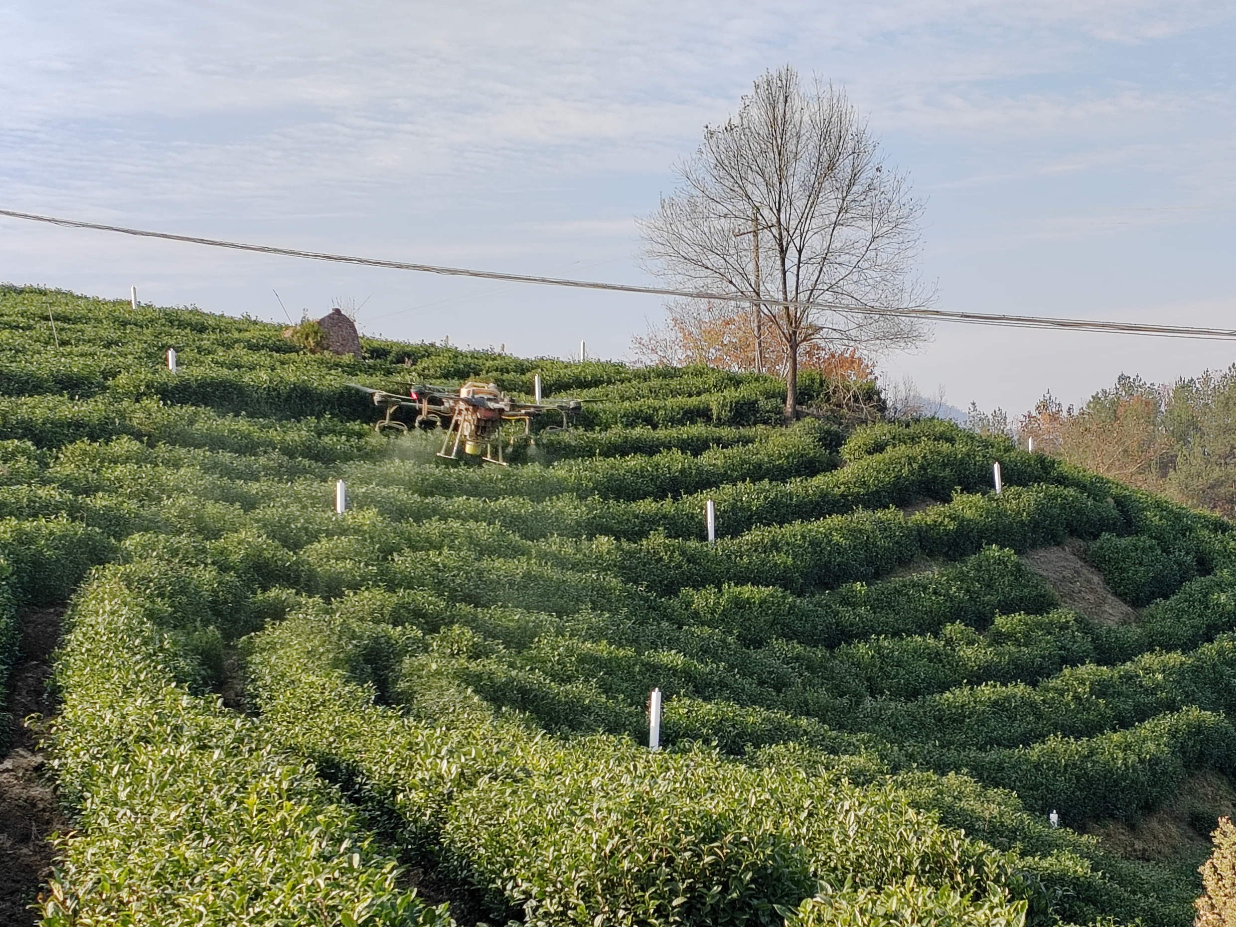 秦古镇：加强茶园秋冬管护 促茶产业提质增效