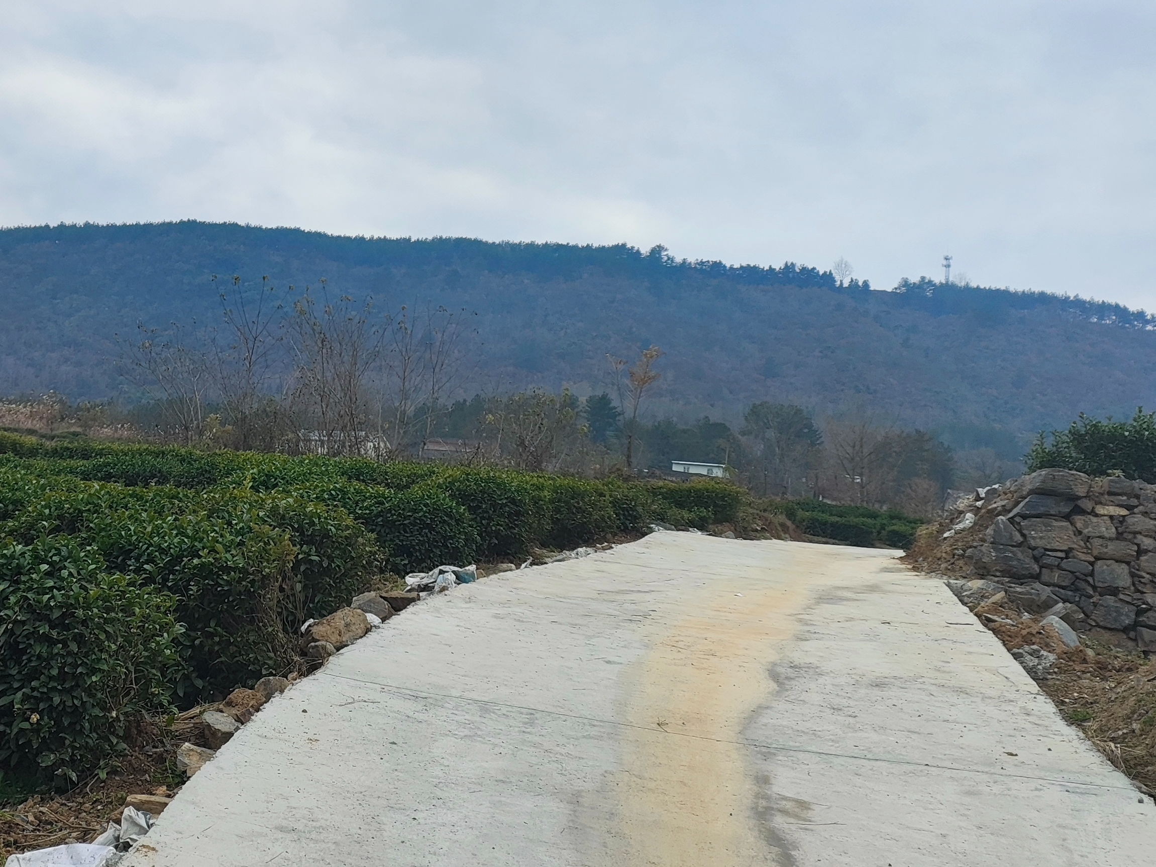 得胜镇：修好产业路 拓宽致富路