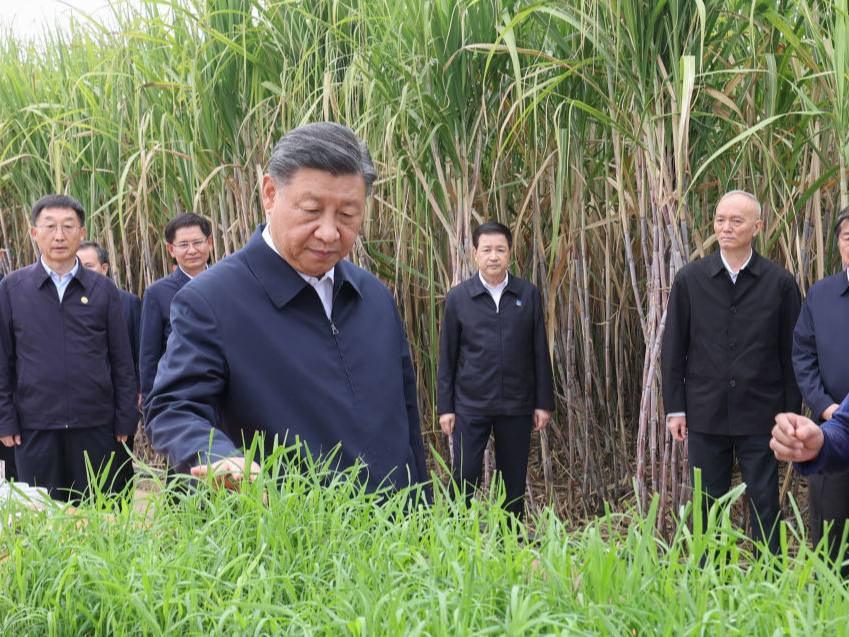 第1视点丨让甘蔗的“两头”更甜更长久