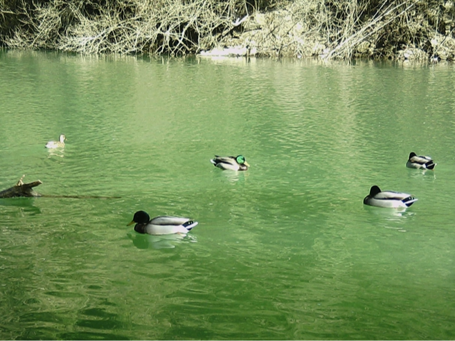 圣水湖：实施生态修复 引来群鸟栖息