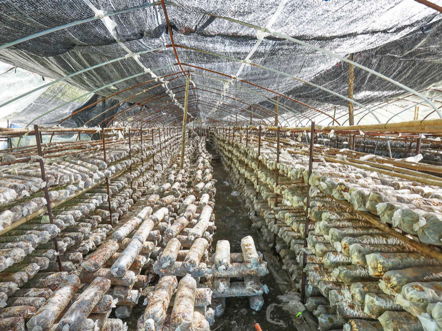 我县开展高素质农民食用菌技术员培训