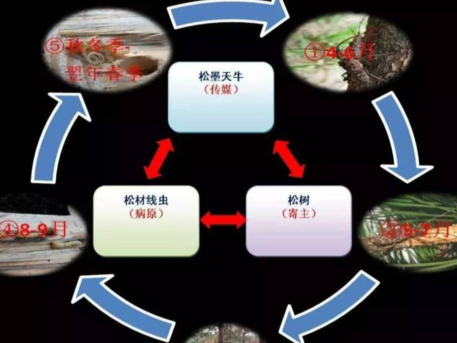 大庙乡多措并举做好松材线虫病疫情防控工作