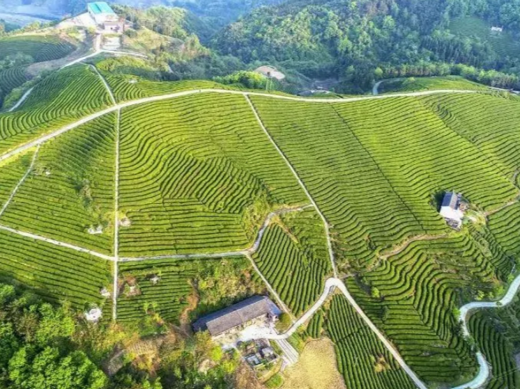 擂鼓镇：千亩茶园用上自动喷灌系统