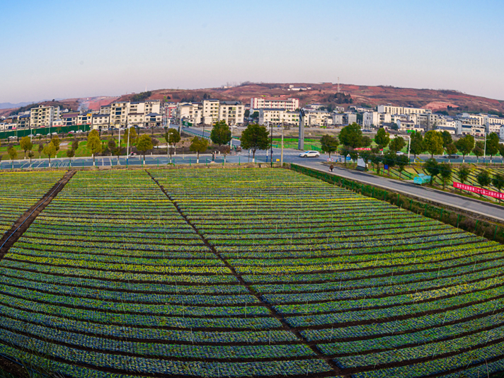 市亨运物流公司在麻家渡镇建成高效蔬菜示范基地