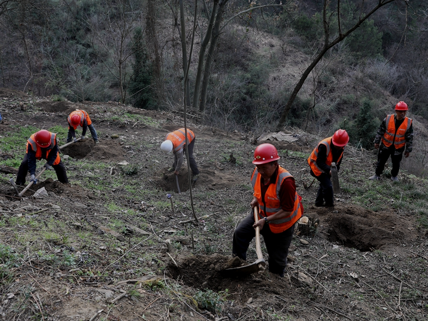 我县树立“五大标杆”推动林业高质量发展