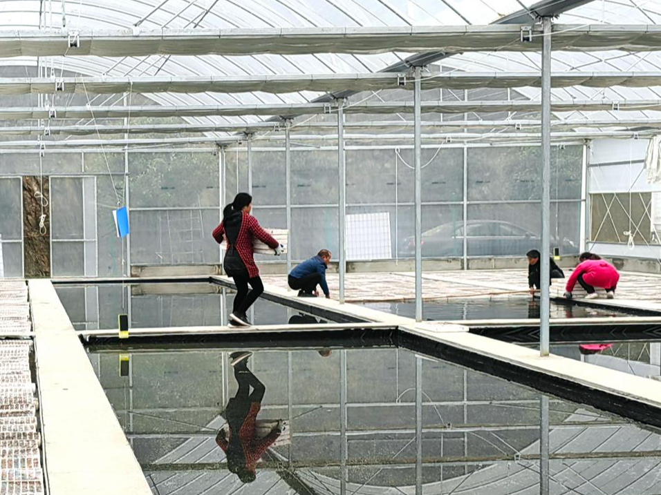 深河乡：新春开工分外忙  “金叶”描绘致富路