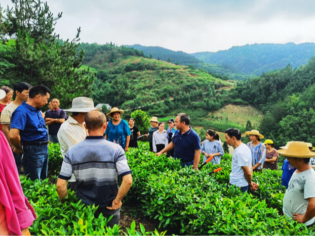 竹山县高素质农民培育茶文化推广能力提升培训班招生须知