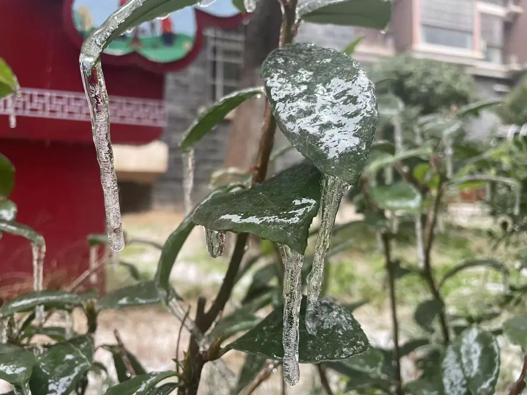 冻雨究竟是种什么雨？