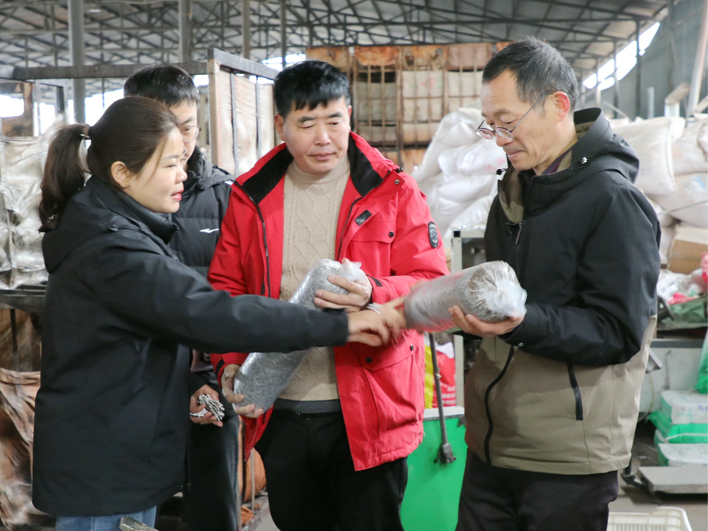 菌棒生产忙不停  丰产增收添希望