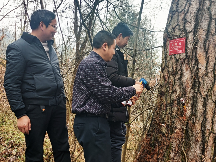双台乡：保护古树名木 守护绿水青山