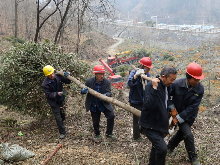 我县掀起国土绿化造林热潮