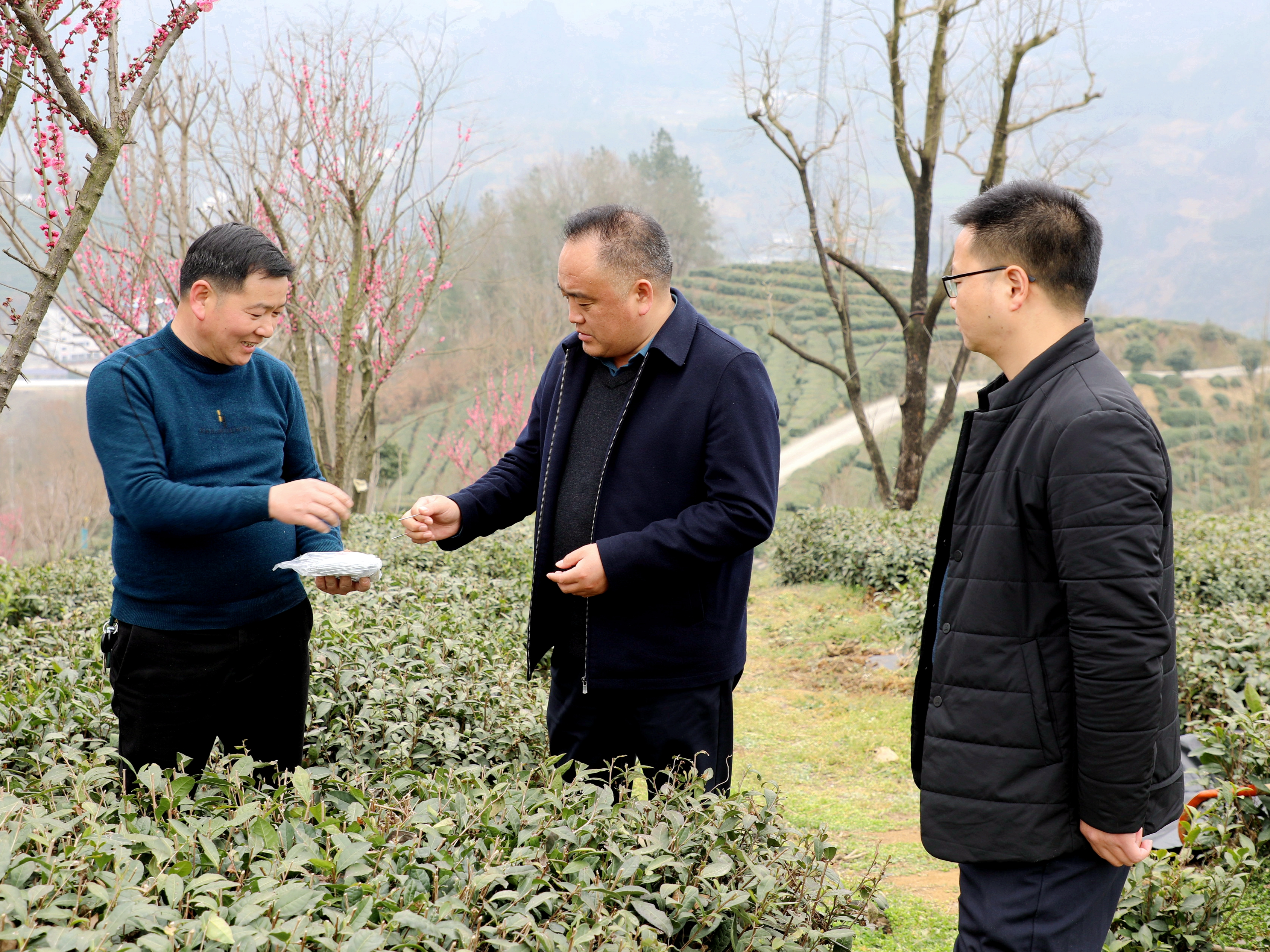 县农业农村局：推广茶园绿色控草技术 打造有机生态好产品