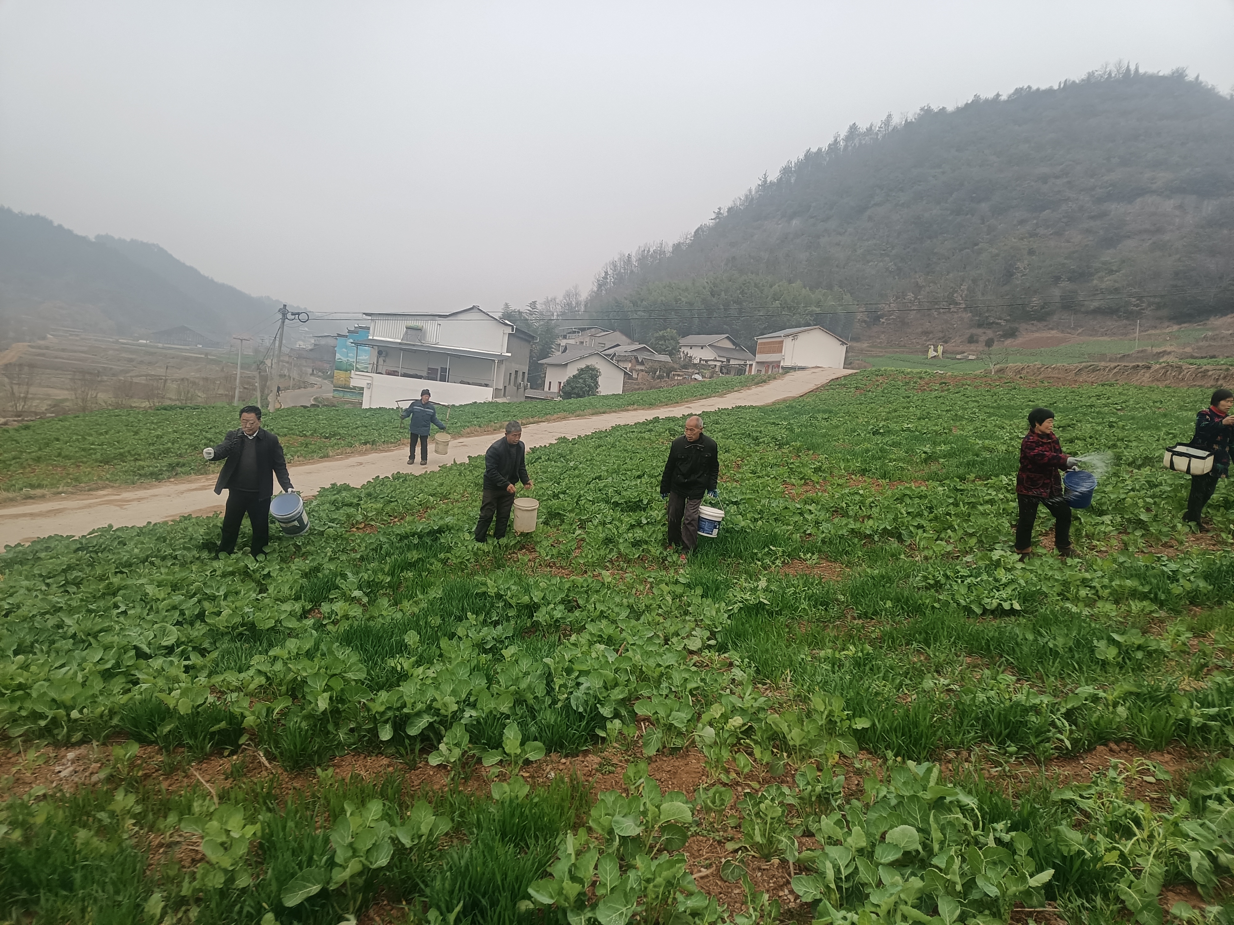 擂鼓镇：“忙”绘美丽春耕图