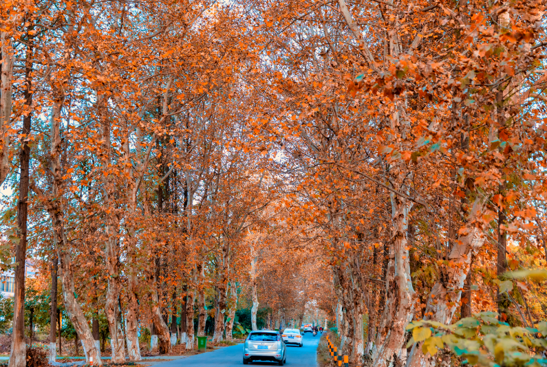 秋日氛圍感，從家門口席地而坐開(kāi)始