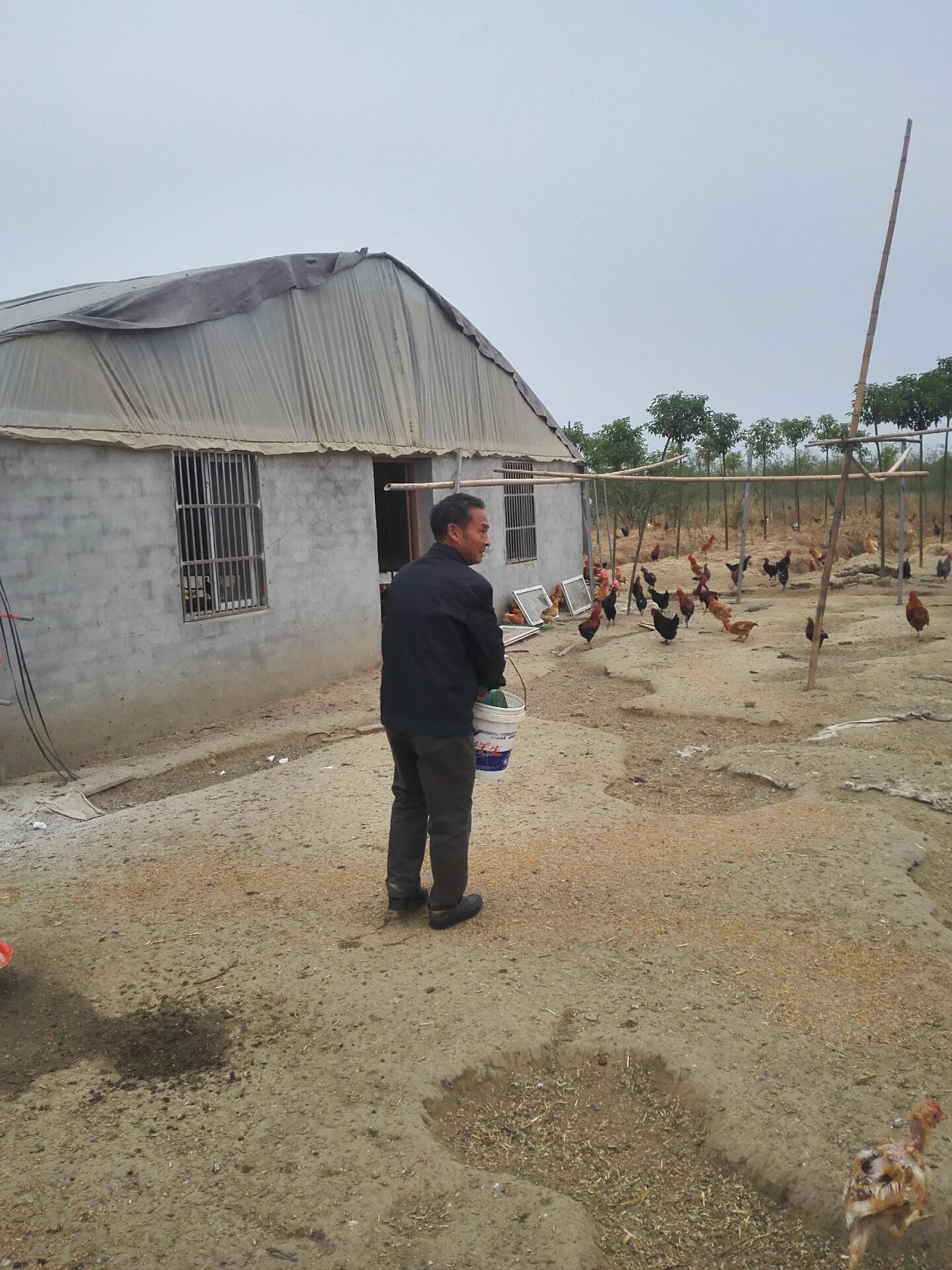 长征路上奔小康之二监利县新沟镇秦阳村林下养鸡带富村民