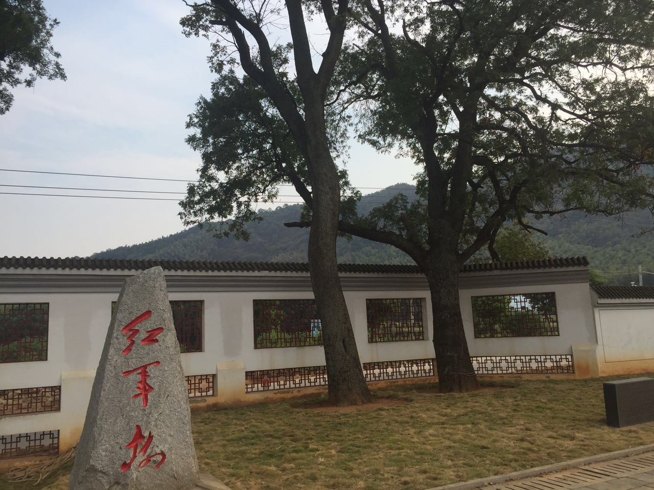 石首桃花山上有几棵被贺龙命名的红军树