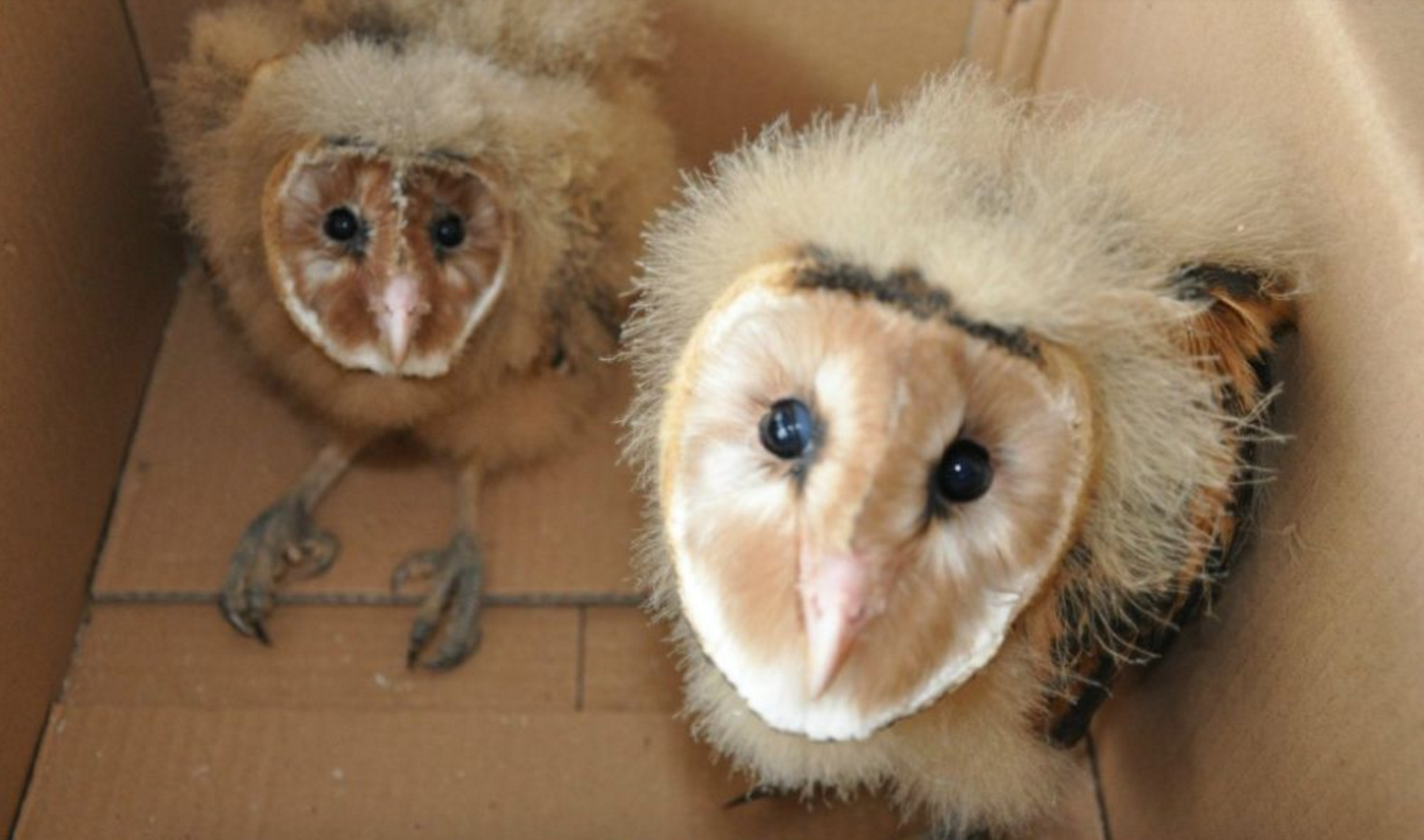 又怪又萌的猴面鹰被救