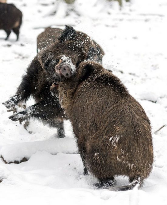 照片中,两头野猪在雪地里用矮壮而强大的身体,以及长而有力的獠牙相互