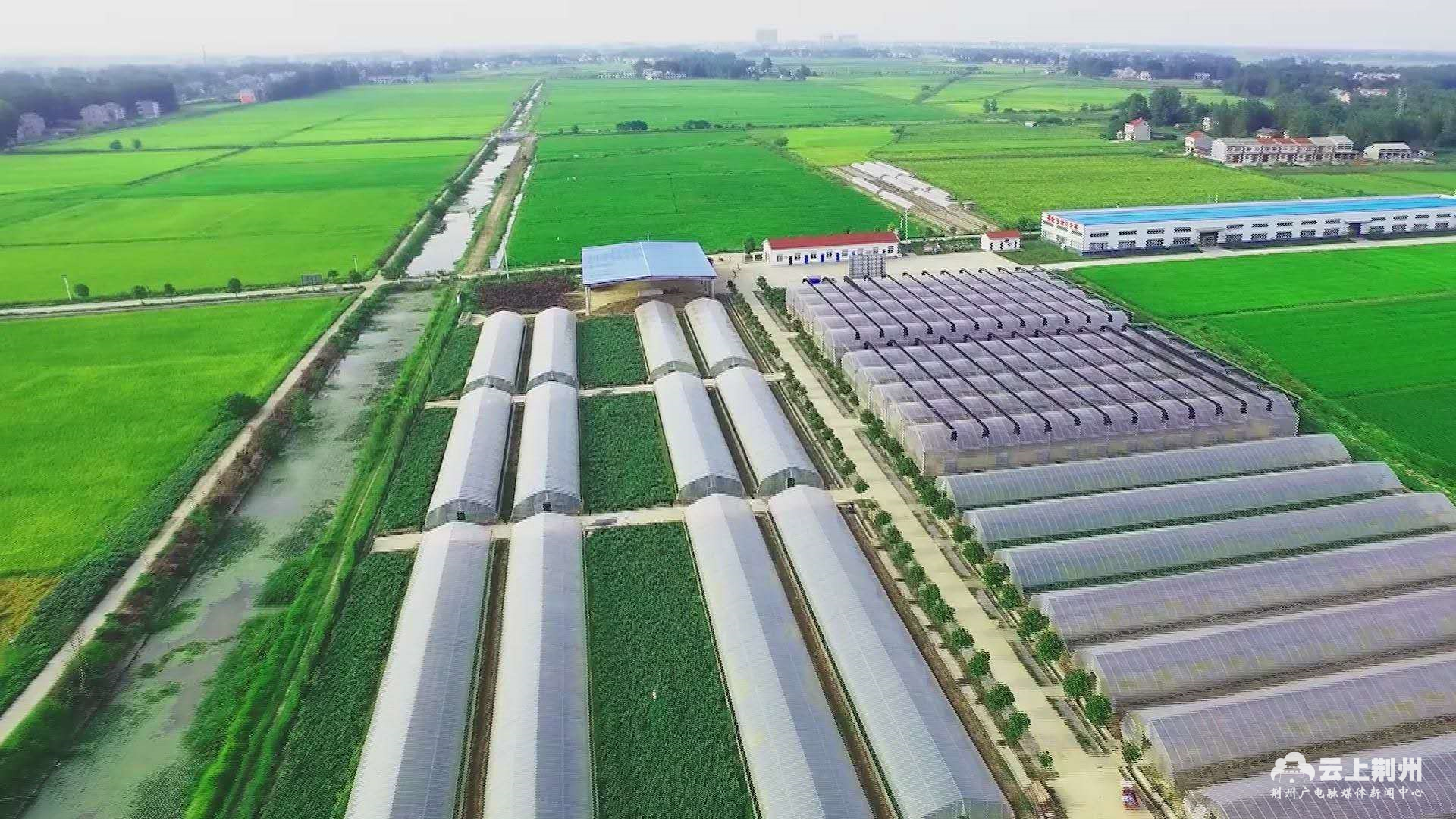 荆州江北农场图片