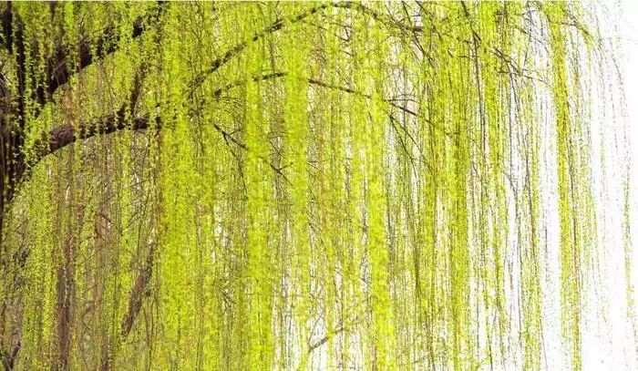 今日清明 | 折柳寄相思,满盏思故人