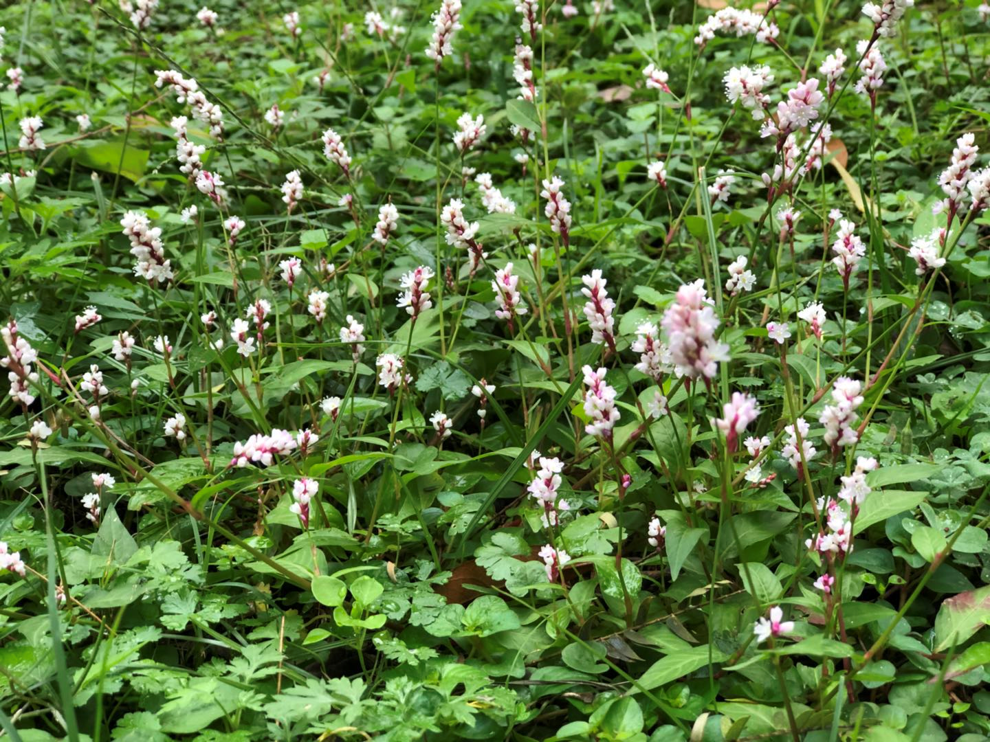 野花愉悦蓼无心栽花花成海