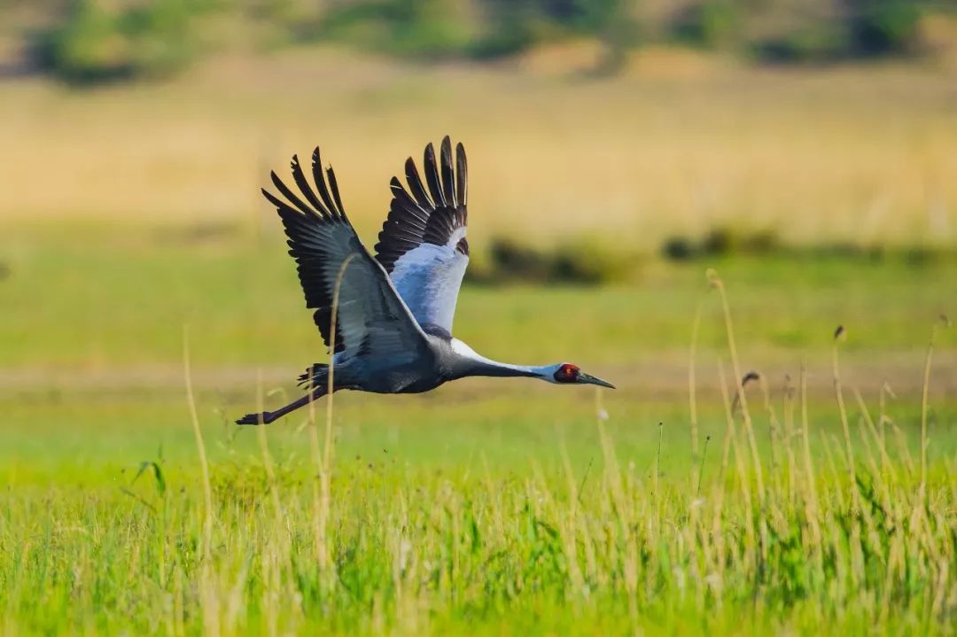 为了5000万只候鸟这22个国家亟待坐在一起