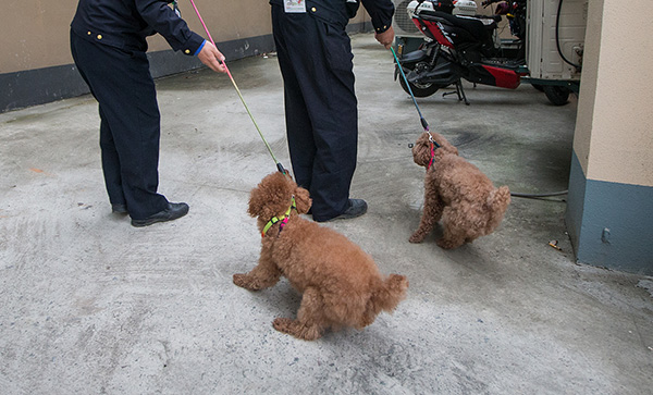 让不文明养犬不再是城市管理难题多元化管理监管方式创新