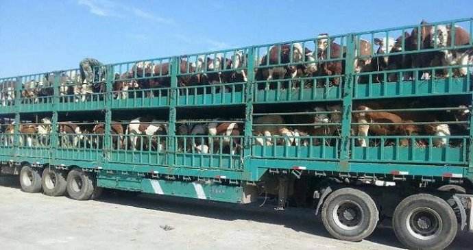所以,运输鲜活牲畜的驾驶员在出车前务必要对牲畜和货箱门进行认真