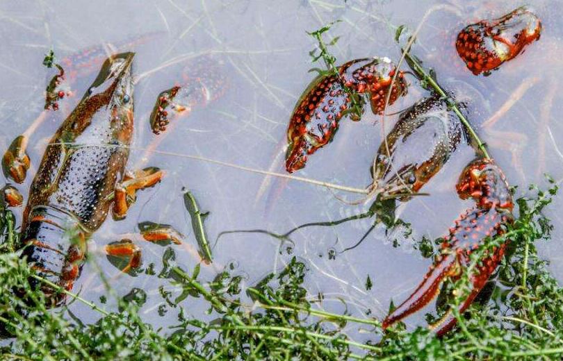 监利县全面推广小龙虾养殖保险破解黑五月