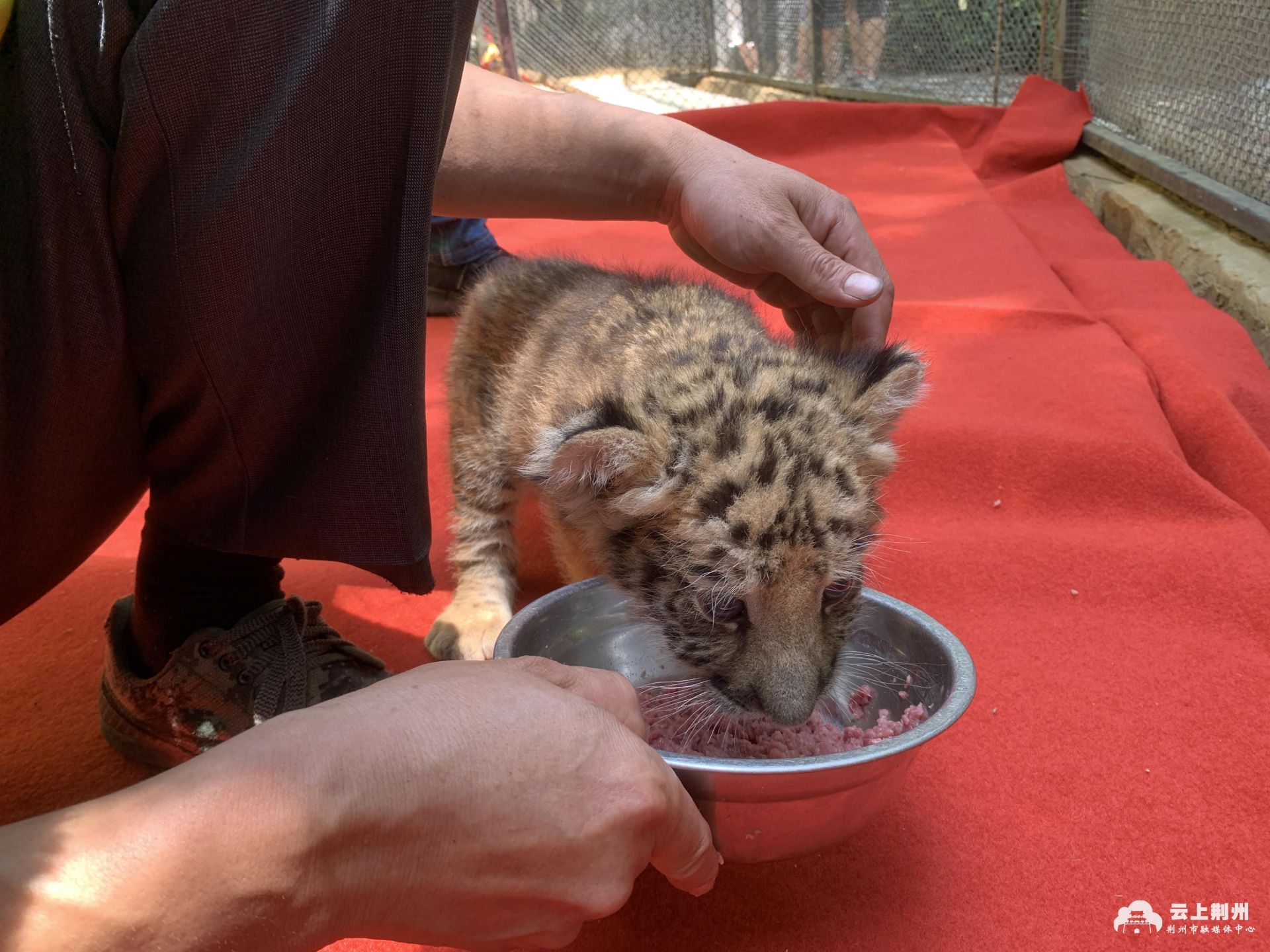 今天上午,荆州市中山公园动物园里,迎来了大批家长和小朋友, 可爱的虎